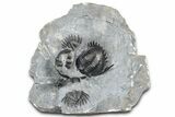 Uncommon Mrakibina Trilobite With Partials - Mrakib, Morocco #362823-1